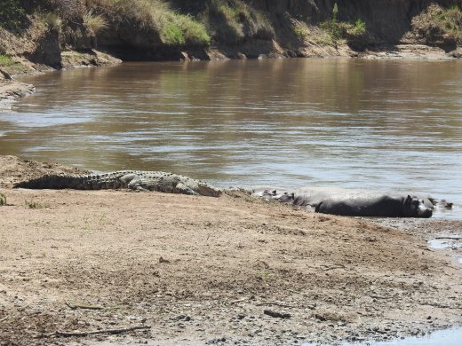 10.04.Olonana (37) Hippos+Crocs