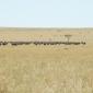 10.04.Olonana (56) Wildebeest in the Masai Mara
