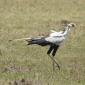 10.04.Olonana (58) Secretary Bird