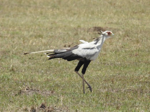 10.04.Olonana (58) Secretary Bird