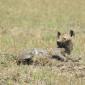 Hyena
