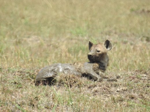 Hyena