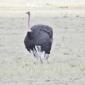 Ostrich
