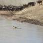 Zebra,Wildebeest & Crocodiles