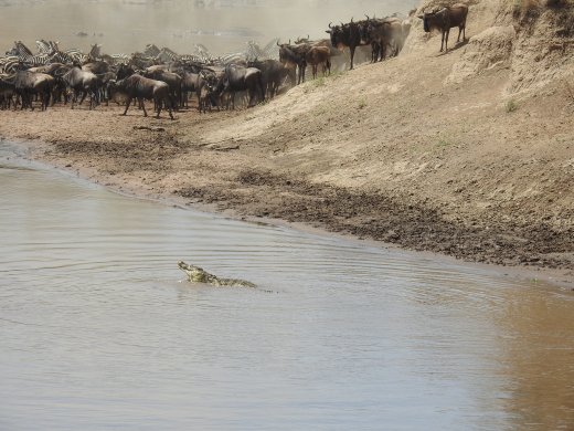 Zebra,Wildebeest & Crocodiles