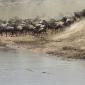 Zebra,Wildebeest & Crocodiles