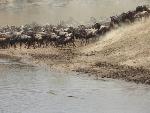 Zebra,Wildebeest & Crocodiles