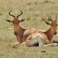 Red Hartebeest