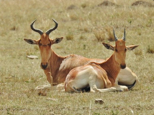Red Hartebeest
