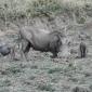 Warthog & Piglets
