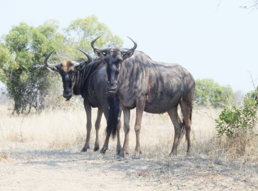 Wildebeest