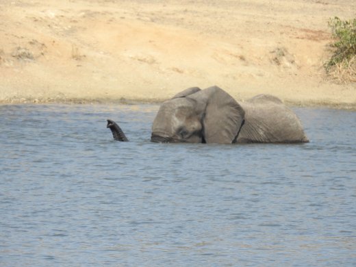 Elephants at Verweerdam