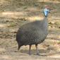 Guinea Fowl