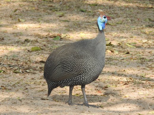 Guinea Fowl