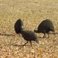Guinea Fowl