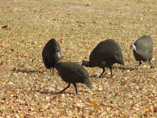 Guinea Fowl