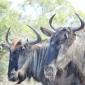 Wildebeest