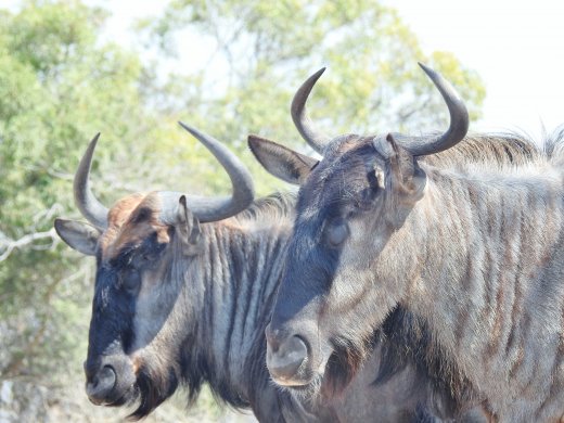 Wildebeest