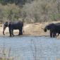 Elephants at Verweerdam