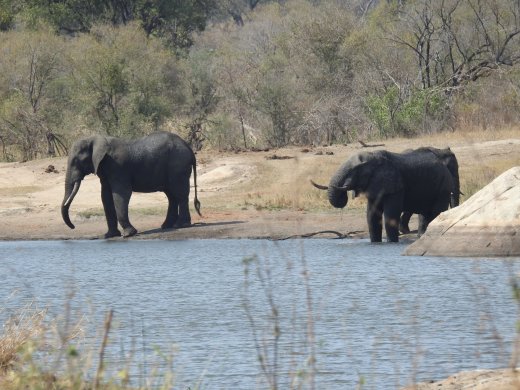 Elephants at Verweerdam