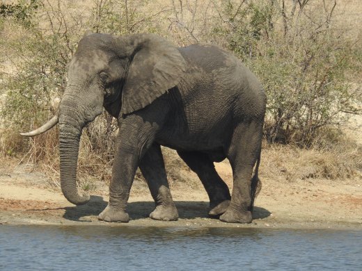 Elephants at Verweerdam