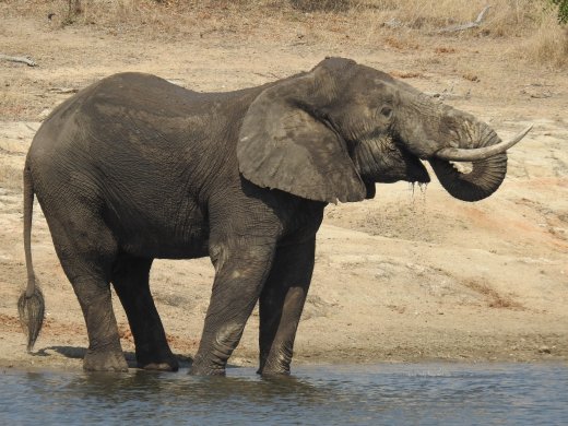 Elephants at Verweerdam