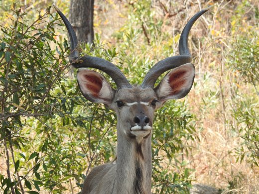  Kudu