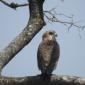Brown Snake Eagle