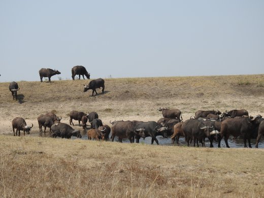 Buffalo