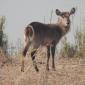 Waterbuck