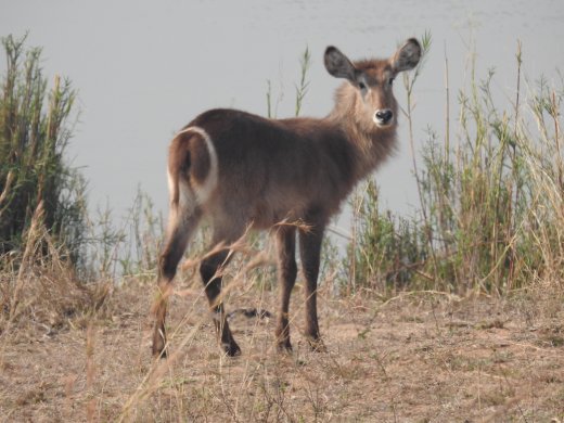 Waterbuck