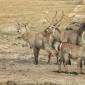 Waterbuck Family