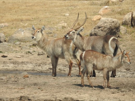 Waterbuck Family