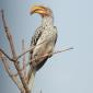 Yellow-billed Hornbill