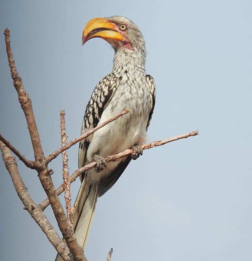 Yellow-billed Hornbill