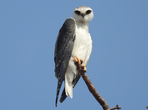 Black-shouldered Kite