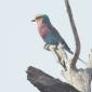 Lilac Breasted Roller