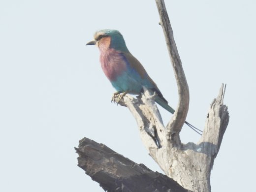 Lilac Breasted Roller