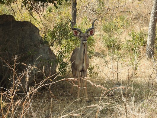  Kudu