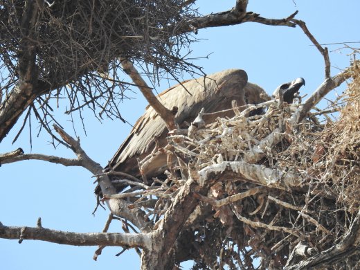 White-backed Vulture