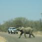 Elephants Cross-Traffic