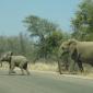 Elephants Cross-Traffic