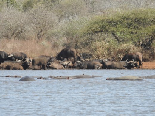 Hippos & Buffalo