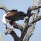 Fish Eagle with Kill