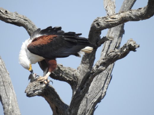 Fish Eagle with Kill