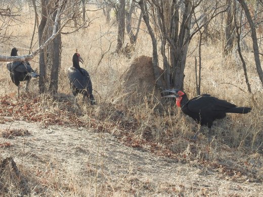 Ground Southern Hornbill