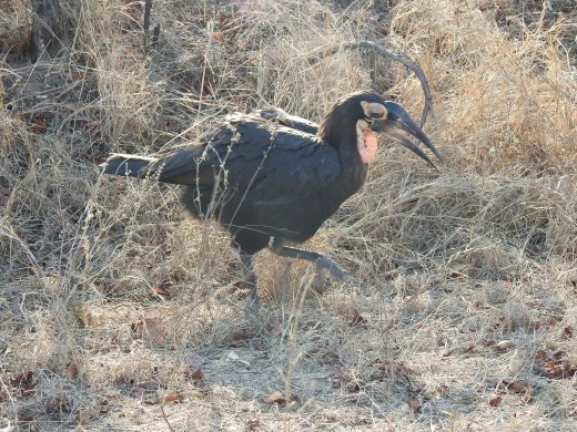 Ground Southern Hornbill Chick
