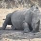  Rhino