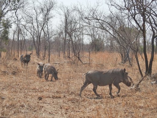 Warthogs