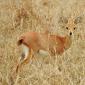 Steenbok